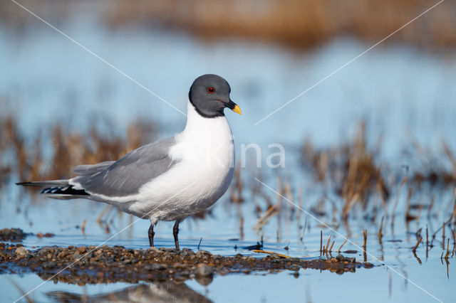 Sabine's Gull (Xema sabini)