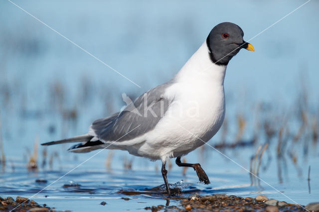 Sabine's Gull (Xema sabini)