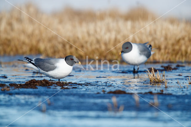 Sabine's Gull (Xema sabini)