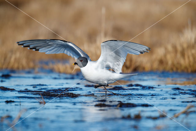 Sabine's Gull (Xema sabini)