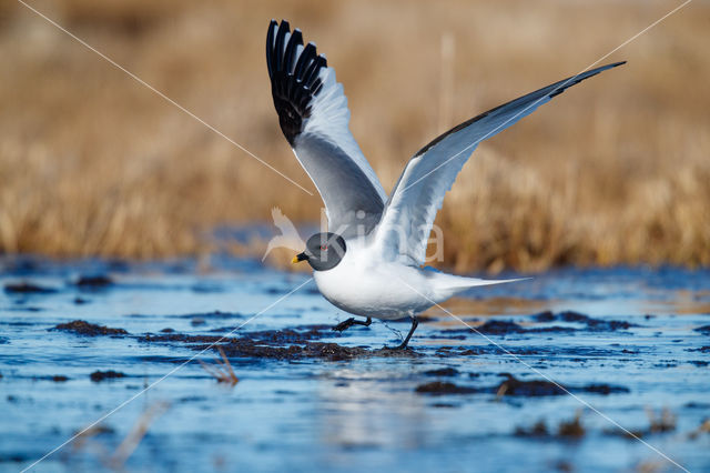 Sabine's Gull (Xema sabini)