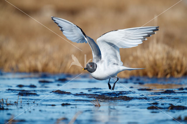 Sabine's Gull (Xema sabini)