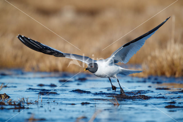 Sabine's Gull (Xema sabini)