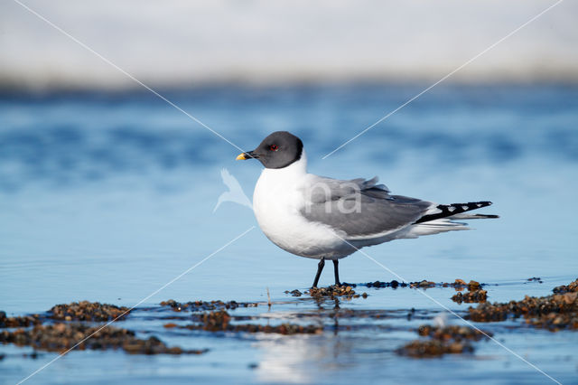 Sabine's Gull (Xema sabini)