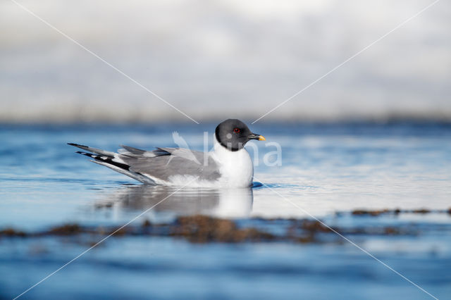 Sabine's Gull (Xema sabini)