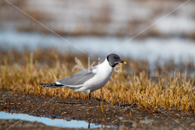 Sabine's Gull (Xema sabini)