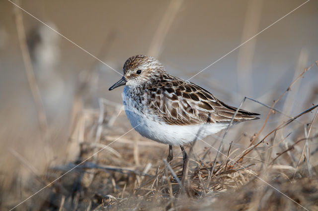 Grijze Strandloper (Calidris pusilla)