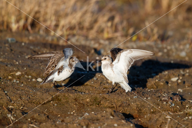 Grijze Strandloper (Calidris pusilla)