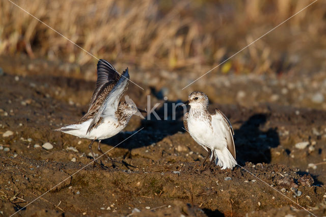 Grijze Strandloper (Calidris pusilla)