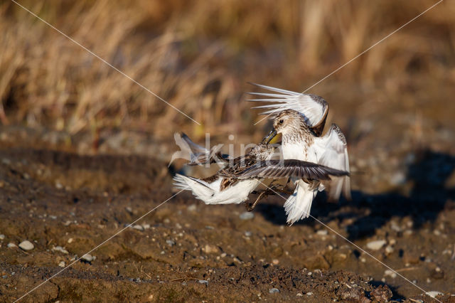 Grijze Strandloper (Calidris pusilla)