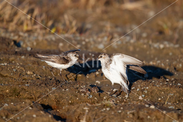 Grijze Strandloper (Calidris pusilla)