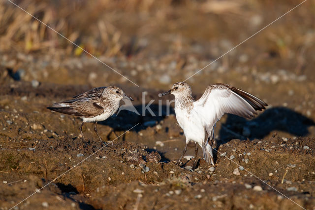 Semipalmated Sandpiper (Calidris pusilla)