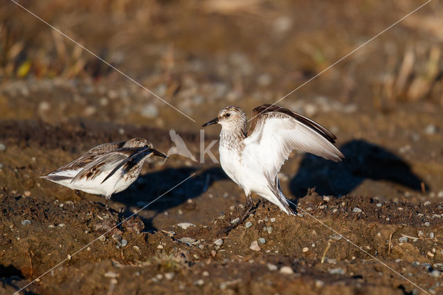 Semipalmated Sandpiper (Calidris pusilla)