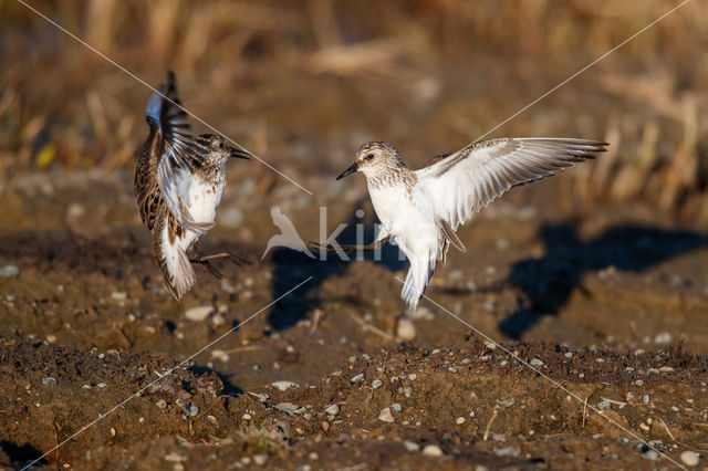 Semipalmated Sandpiper (Calidris pusilla)