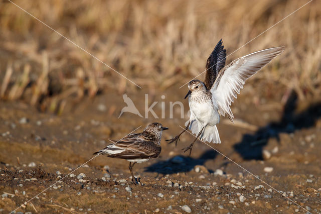 Grijze Strandloper (Calidris pusilla)