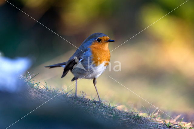 European Robin (Erithacus rubecula)