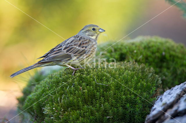 Geelgors (Emberiza citrinella)