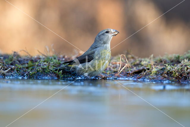 Red Crossbill (Loxia curvirostra)