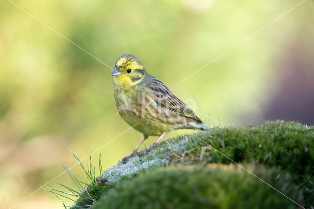 Geelgors (Emberiza citrinella)