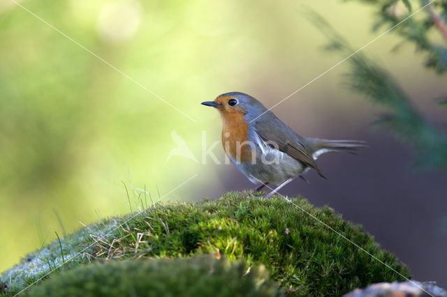 European Robin (Erithacus rubecula)