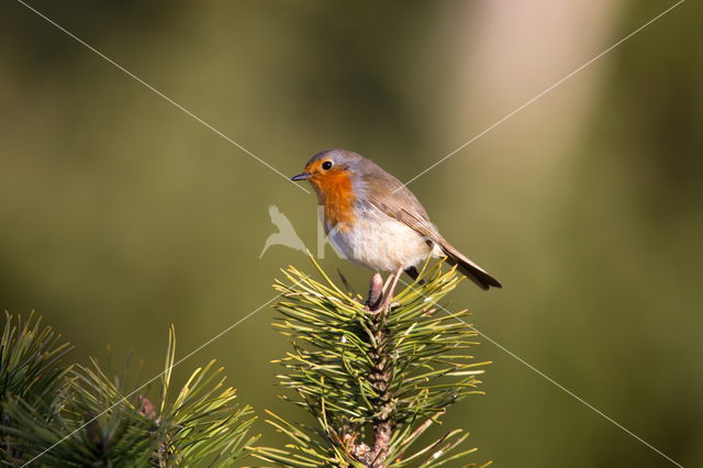 European Robin (Erithacus rubecula)