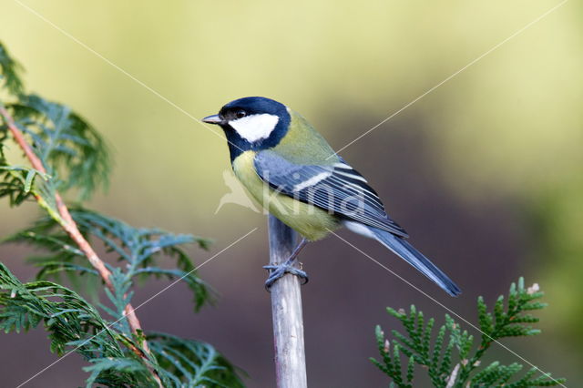 Great Tit (Parus major)