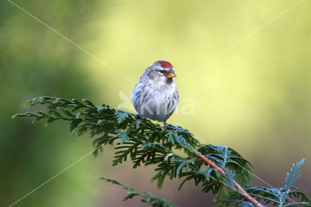 Kleine Barmsijs (Carduelis flammea cabaret)