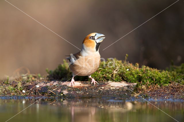 Hawfinch (Coccothraustes coccothraustes)