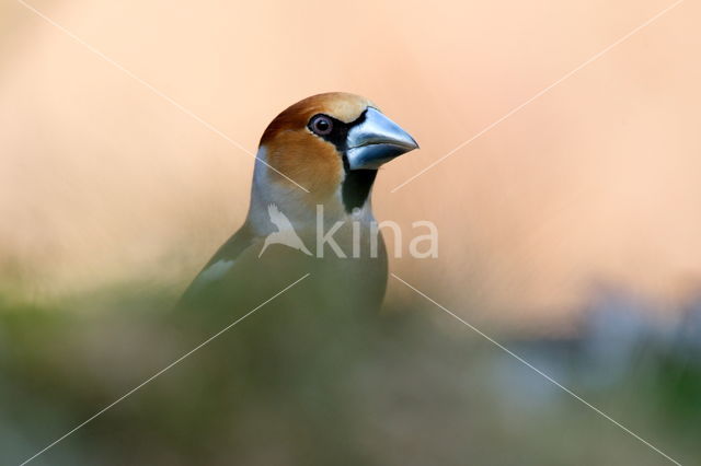 Appelvink (Coccothraustes coccothraustes)