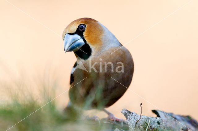 Hawfinch (Coccothraustes coccothraustes)