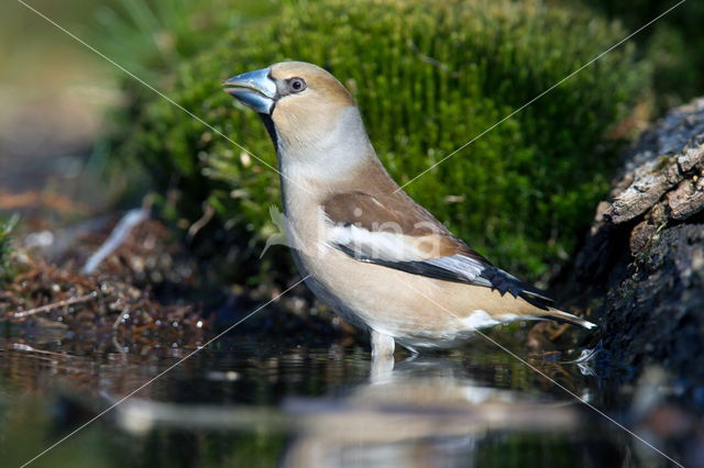 Appelvink (Coccothraustes coccothraustes)