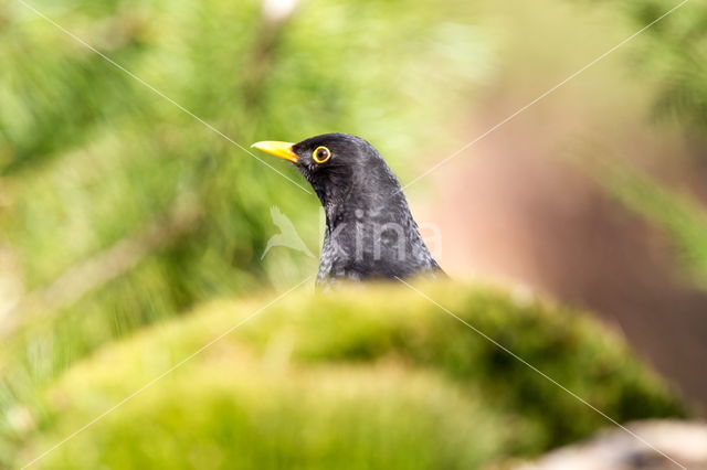 Merel (Turdus merula)