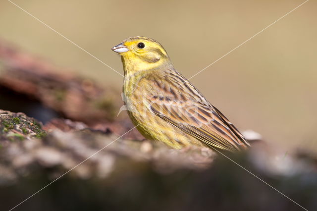 Yellowhammer (Emberiza citrinella)