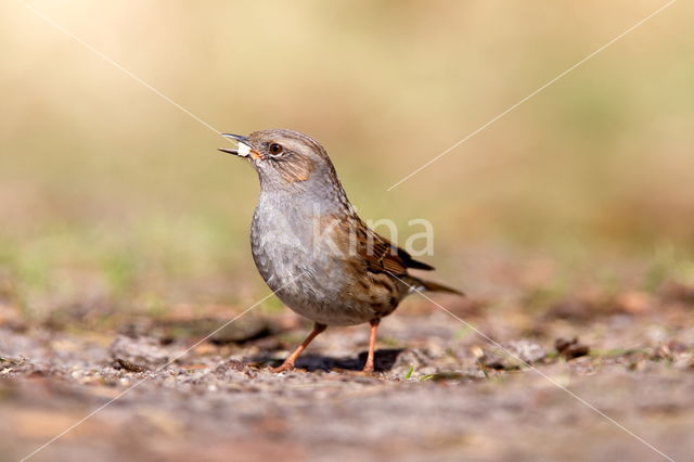 Heggemus (Prunella modularis)