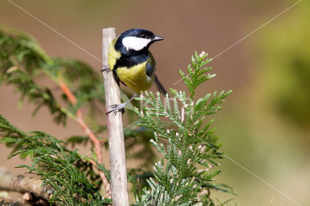 Great Tit (Parus major)