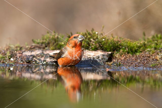 Red Crossbill (Loxia curvirostra)