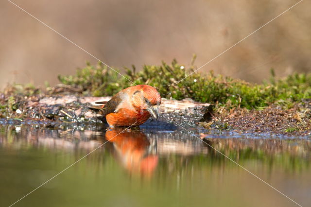 Red Crossbill (Loxia curvirostra)