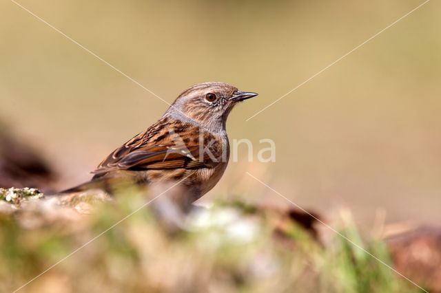 Dunnock