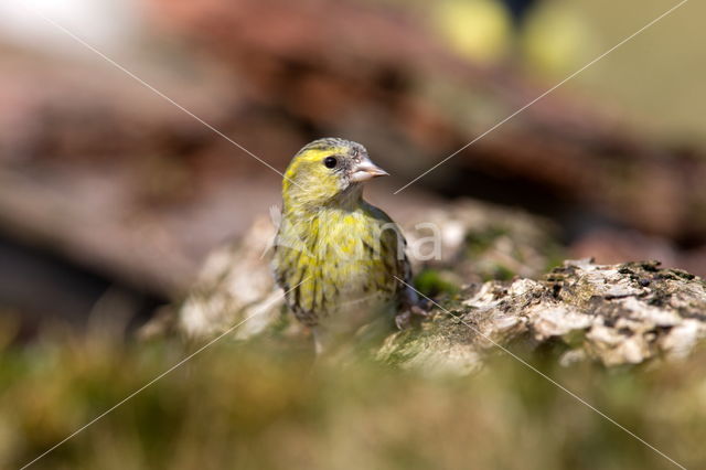 Geelgors (Emberiza citrinella)