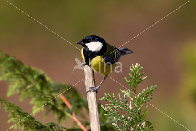 Great Tit (Parus major)