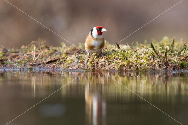 European Goldfinch (Carduelis carduelis)