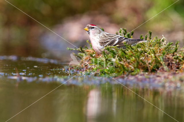 Kleine Barmsijs (Carduelis flammea cabaret)