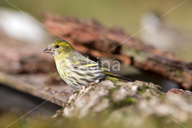 Eurasian Siskin (Carduelis spinus)