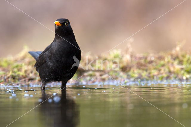 Merel (Turdus merula)