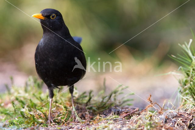 Eurasian Blackbird (Turdus merula)