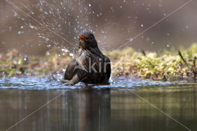 Eurasian Blackbird (Turdus merula)