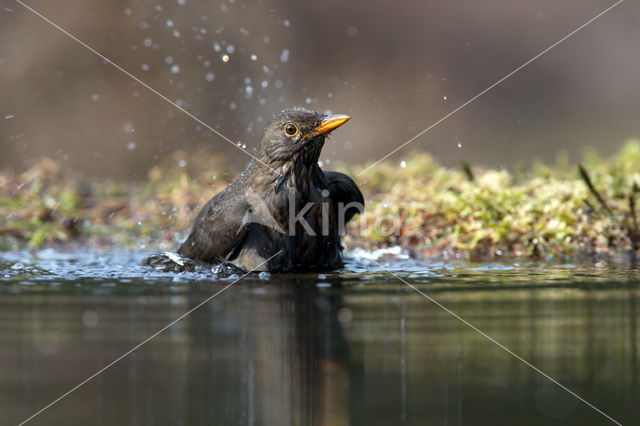 Merel (Turdus merula)