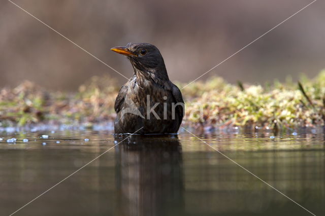 Eurasian Blackbird (Turdus merula)