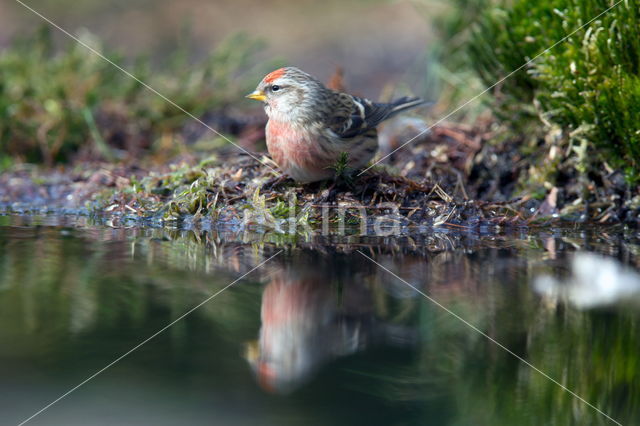 Kleine Barmsijs (Carduelis flammea cabaret)