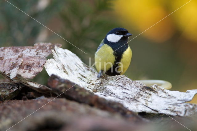 Great Tit (Parus major)